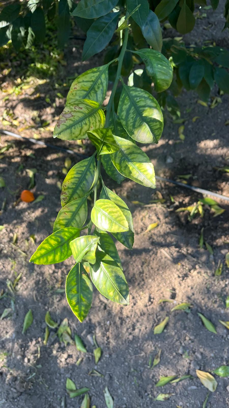 İlerlemiş kloroz ve nekroz